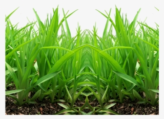 Grass Png Transparent Images - Picsart Editing Grass Png