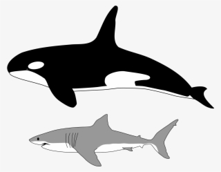 Comparison Of Size Of Orca And Great White Shark - Orca