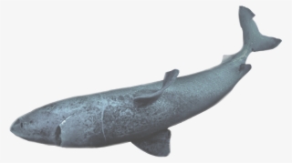 Shark - Humpback Whale