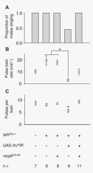 Expression Of Fru M Ir In Tsh-specifi C Pattern Reduces - Number