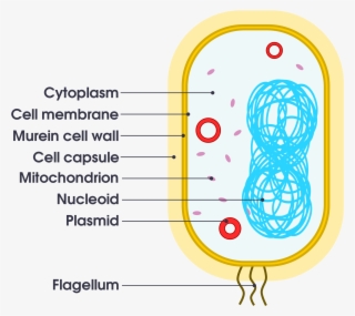 Open - Simple Bacteria Cell Diagram