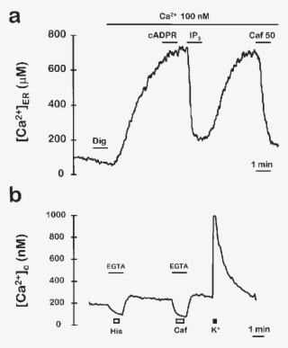 Cells Were Permeabilized By Perfusion With 20 M Digitonin - Diagram