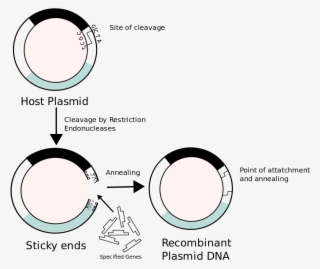Download Clip Art Freeuse Download Tyr Gene Genetics - Recombinant Dna