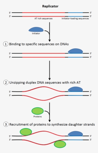 Dna Clipart Dna Replication - Réplication Adn Initiation