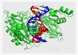 Protein Dna Clipart Dna-binding Protein Nucleic Acid - Enzyme De Restriction