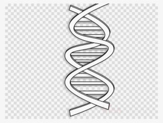 White Dna Clipart Dna Clip Art - Chibi Star War Png