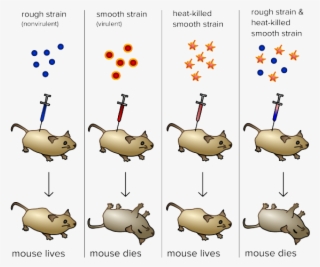 Dna Structure Clipart Life Science - Identification Of Genetic Material