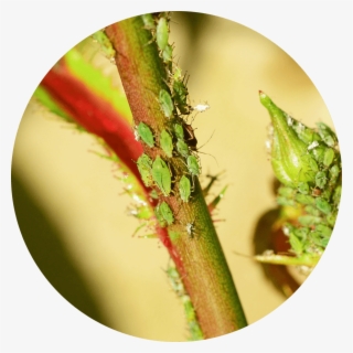 Greenfly Or Aphids Are Small Greenish Insects Which - Pulgones En Las Rosas