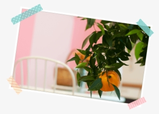 Aquí Huele A Mandarina - Tangerine