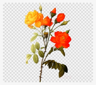 White Roses Png Clipart Botanical Illustration - White Rose Flowers Png Hd