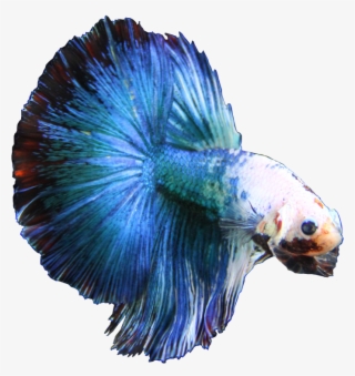 Bettaonbanner - Blue Betta Fish Png