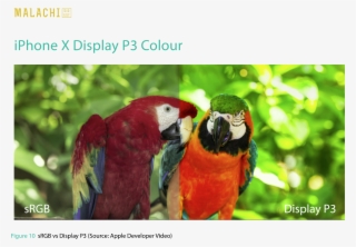 This Colour Means Richer, More Saturated Assets Could - Flora Y Fauna De Chiapas