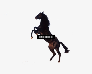 Horse - Standing Horse Clip Art