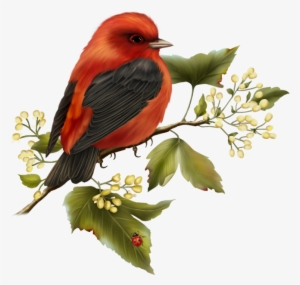 Red And Black Bird Free Clipart - Free Clip Art Birds