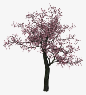 Cherry Tree Png Image - Cherry Blossom Tree Png