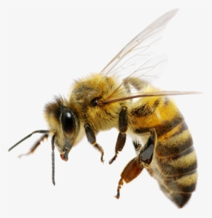 Bee Png High-quality Image - National Honeybee Day 2017