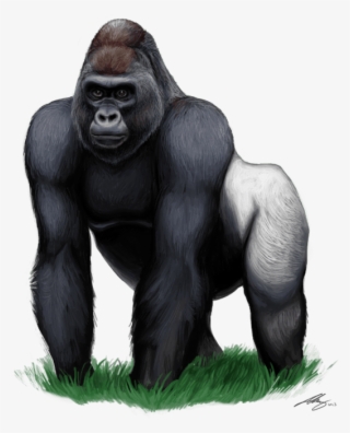 Gorilla Png Clipart