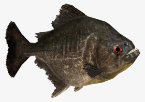 Piranha Png Picture - Wiki