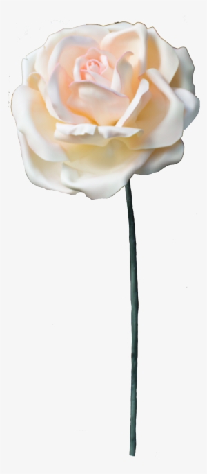 Pearl Rose Png - Portable Network Graphics