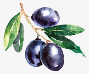 Olive Branch Painting Delicious Blueberry Transprent