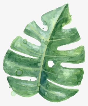 Yaprak Png