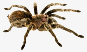 Spider Png