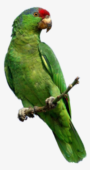 Pete The Parrot - Songbirds Calendar 2018: 16 Month Calendar