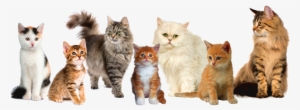 Cat Png Image - Cats Png