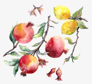 Fruits On Behance - Drawing Pomegranate