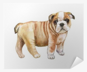 Watercolor English Bulldog Puppy Isolated On Whit Background - Bulldog