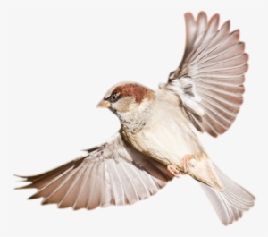 Birds Png Hd - Sparrow Transparent