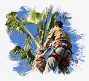 Palm Tree