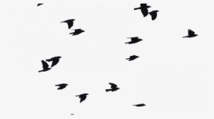 Birds Flying Png Bird Png Images Vectors And Psd Files - Flock Birds Flying Png