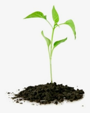 Plants-nursery - Founder's Mentality: How To Overcome The Predictable