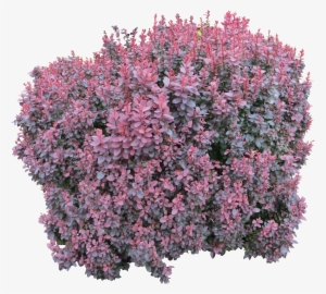 Bush Png Image - Pink Flower Bush Png
