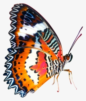 Colourful In Big Size Image Free Library - Orange And Pink Butterfly