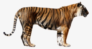 Bengal Tiger Png Photos - Transparent Tiger