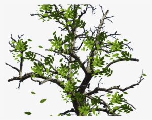 Tree With Green Leaves Isolated Object Png - Tree With Leaves Png