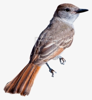 Small Bird - Portable Network Graphics