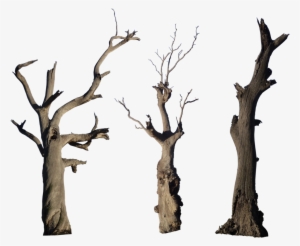 Old Tree Png High-quality Image - Old Tree Trunk Png
