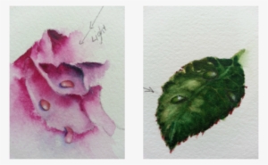 When The Drop Is Bone Dry, Mix A Small Amount Of Local - Water Droplet Flowers Png