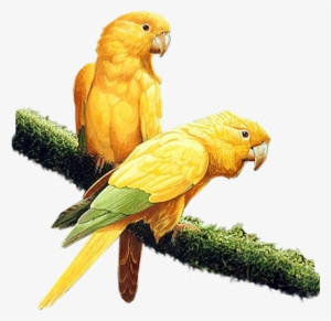 Yel-parrots - Yellow Parrot Png