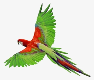 Parrot Png Photos - Parrot Png