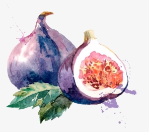 Common Fig Watercolor Painting Drawing Illustration - Fig Watercolor