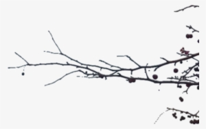 Branch Transparent - Branch Png