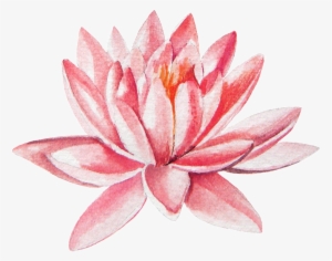 Hand Painted Pink Lotus Transparent Png - Sacred Lotus