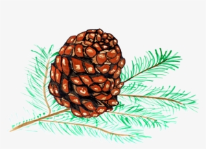 Pine Cones Pine Watercolor - Piñas De Pino Dibujo