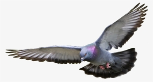 Pigeon Png Hd - Pigeon Png
