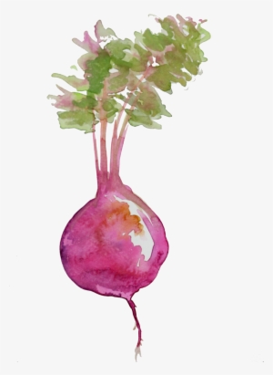 Beet - Beetroot Watercolor Png