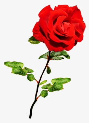 Beautiful Valentine Rose, Valentine Red Rose On Stalk - Red Rose Png